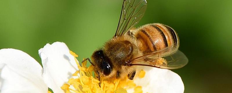 被蜜蜂蛰了象征运气转换 被蜜蜂蛰了象征什么