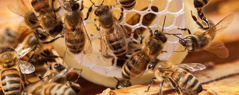 新手怎样养蜜蜂不会跑，详细介绍（如何养蜜蜂才不会跑）