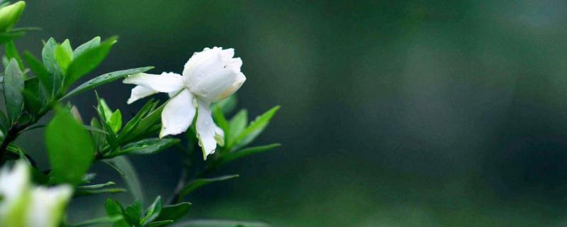 栀子花叶子发黄怎么办（买回来的栀子花叶子发黄怎么办）