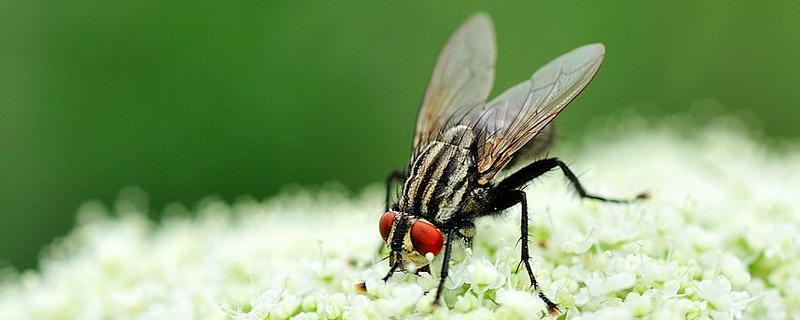 有害的昆虫有哪些，分别介绍它们的危害