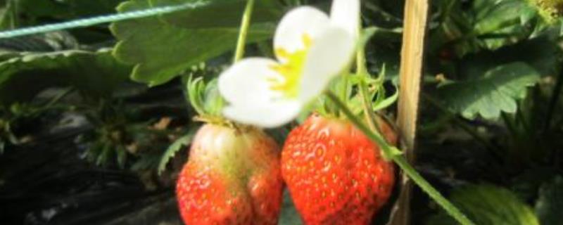 草莓的花是什么颜色 草莓的花是什么颜色的花