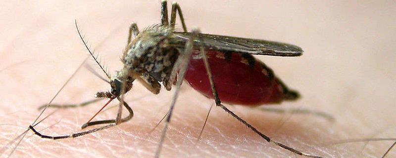 蚊子寿命是多少天，蚊子都吸血吗（蚊子一年吸多少血）