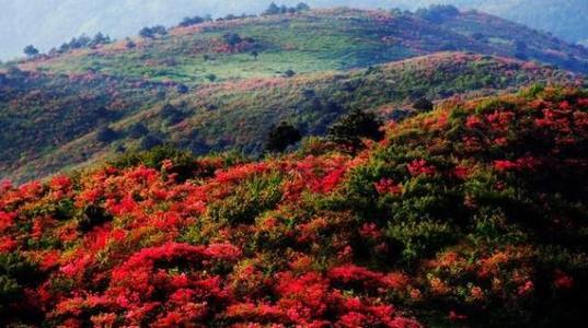 菌子山杜鹃花几月份开（山上的杜鹃花一般几月份开）