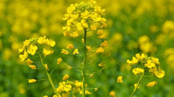 献县油菜花什么时候开