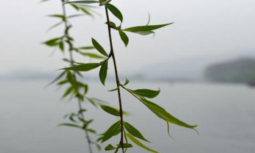 柳枝水能浇什么花 柳树枝泡水能浇什么花