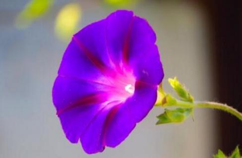 紫茉莉像什么 紫茉莉像什么拟人句