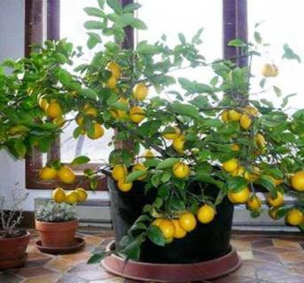 香水柠檬盆栽种植方法（香水柠檬盆栽种植方法要多大的盆）