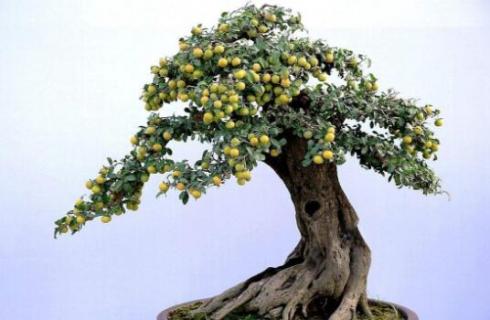 金蛋子树是什么树 金弹子树是什么样的