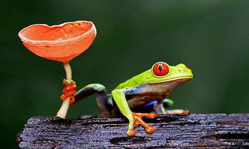 什么是红眼树蛙 什么是红眼树蛙类