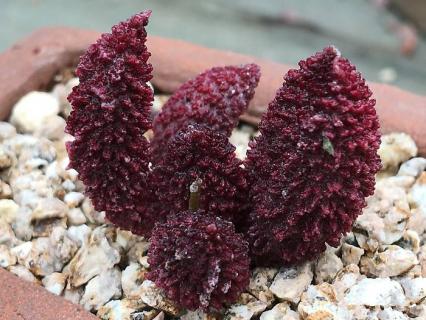 朱紫玉多肉怎么养（多肉植物朱紫玉）