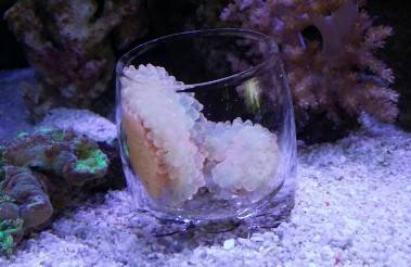 奶嘴珊瑚怎么固定 奶嘴珊瑚怎么固定宝宝