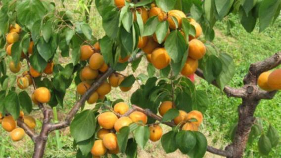杏核能种出杏树吗 杏核怎么能种出杏树