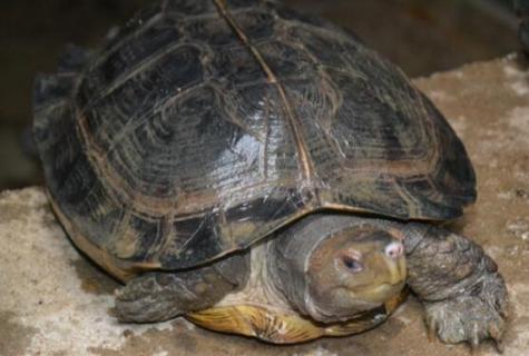 亚巨龟两个月能长多大 亚巨龟一年能长多重