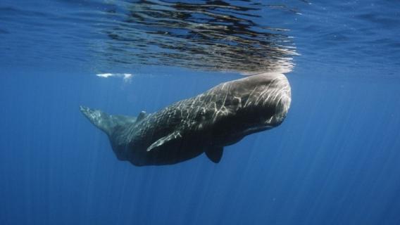 长须鲸尺寸多长（长须鲸尺寸多长厘米）