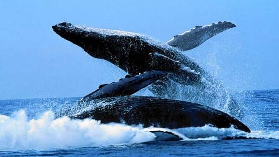 长须鲸心脏在哪 须鲸的身体有多长