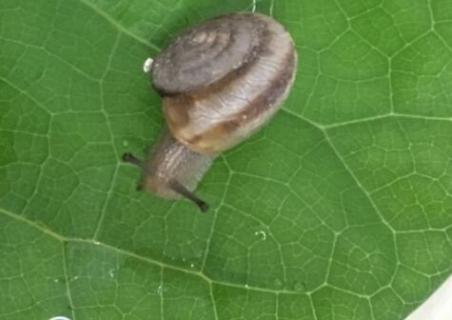 普通小蜗牛有寄生虫吗（小蜗牛有没有寄生虫）