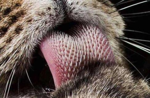 老虎的舌头有什么特点 老虎的舌头有什么特点是什么