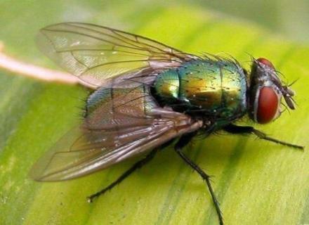 自制苍蝇药的方法 自制苍蝇药的方法图片