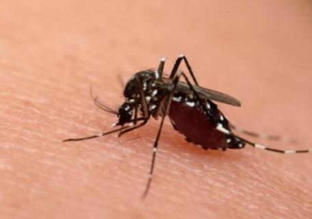 西藏有蚊子吗 西藏蚊子最多的地方