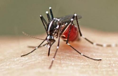 蚊子吸血是为了糖分吗 蚊子吸血中的糖分