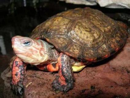 木纹龟为什么没人养 木纹龟为什么没人养了