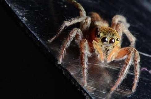 蜘蛛有几条腿几只眼睛 蜘蛛有几条腿几只眼睛视频