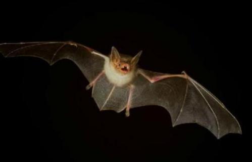 蝙蝠怕蚊香吗 蝙蝠怕蚊香吗有毒吗