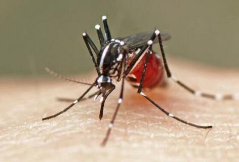 雄蚊子为什么不吸血 为什么雌蚊子吸血雄蚊子不吸血