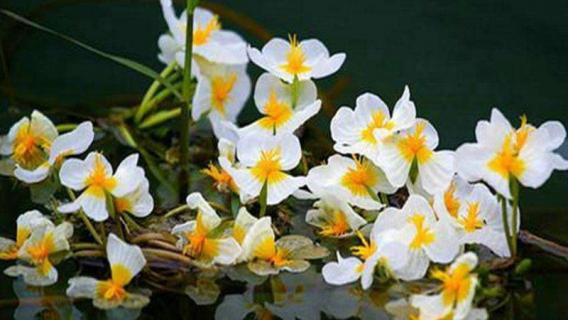 水性杨花是什么花 水性杨花是什么花图片 泸沽湖
