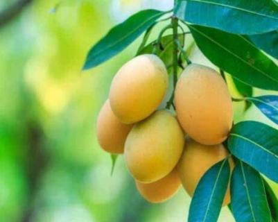 芒果树的种植与养护（芒果树的养护方法）