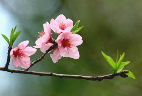 桃花红了是什么季节（桃花红了是什么季节的景色）