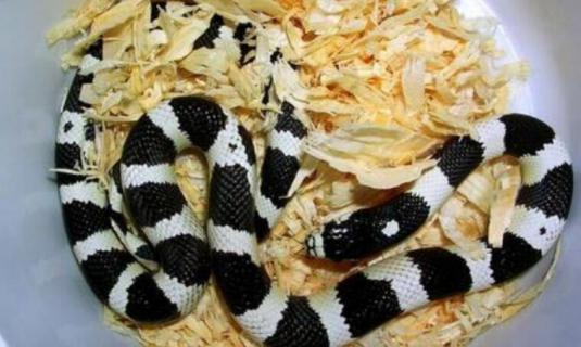 黑白王蛇和银环蛇区别（黑白王蛇和银环蛇区别在哪）