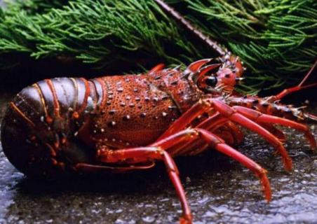 龙虾能不能在陆地上生活 龙虾能生活在陆地上吗