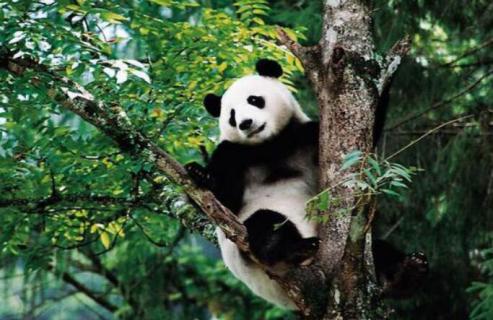 野生的熊猫平均年龄是几岁 野生的熊猫平均多少岁