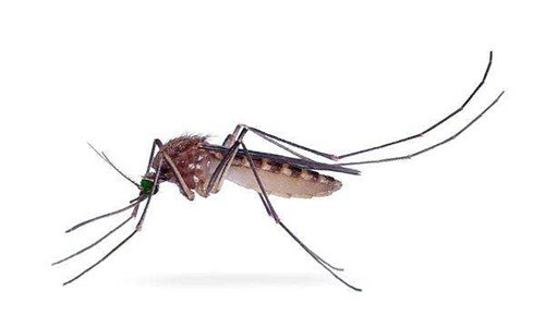 蚊子的别称是什么（蚊子的别称是什么意思）