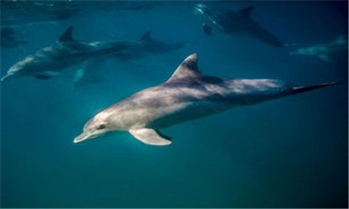 海豚的习性是什么 海豚的特征有哪些