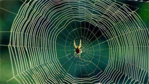 蜘蛛结网是什么行为（蜘蛛结网是为了什么）