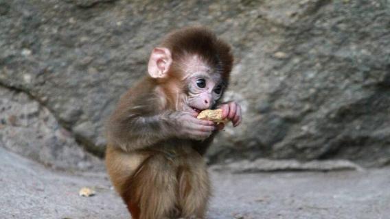 猴子喜欢吃什么食物（猴子喜欢吃什么食物?）