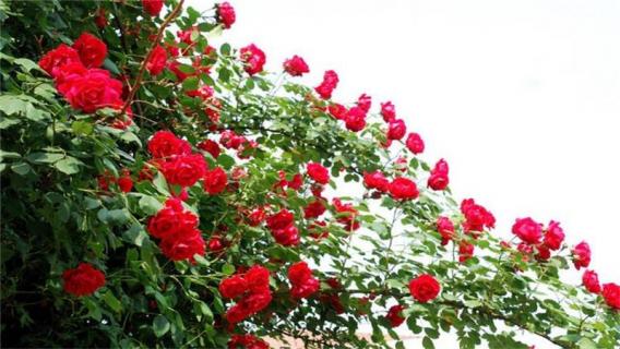月季玫瑰花的养殖方法和注意事项 月季玫瑰花的养殖方法和注意事项图片