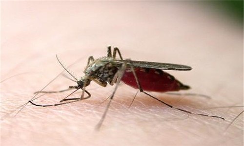 蚊子吸血后肚子爆了能活吗（蚊子吸血吸破肚皮会死吗）