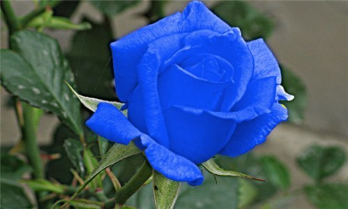 蓝色妖姬是真花吗 蓝色妖姬不是真花?