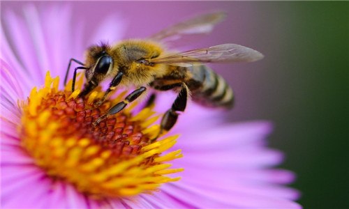 一只蜜蜂几条腿 一只蜜蜂几条腿几根触角