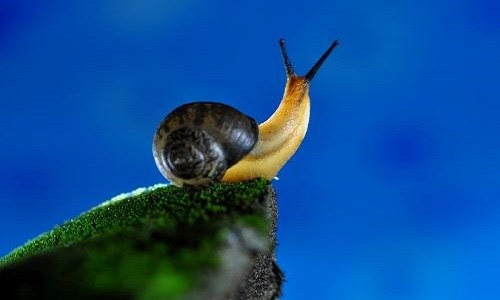 蜗牛是软体动物吗（蜗牛是一种比较常见的软体动物）