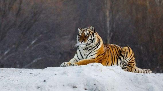 东北虎是几级保护动物 东北虎是几级保护动物2021