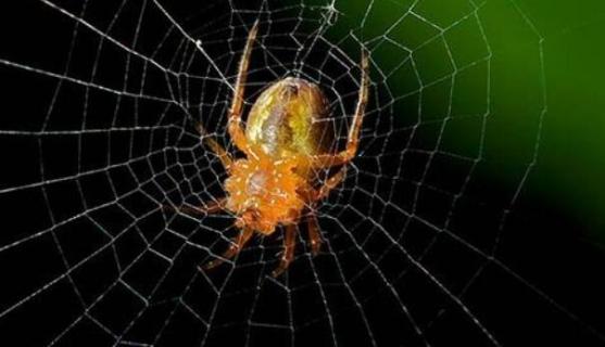 为什么蜘蛛会织网 为什么蜘蛛会织网简单