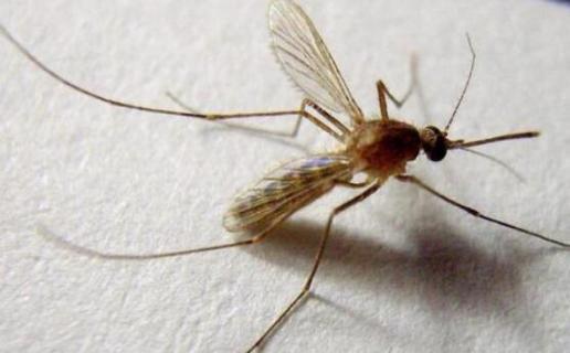 黑蚊子跟普通蚊子有什么区别 黑白蚊子和普通蚊子的区别