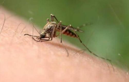 蚊子的由来 蚊子的由来的神话