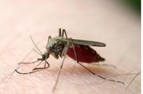 公蚊子和母蚊子的区别 公蚊子和母蚊子的区别是什么