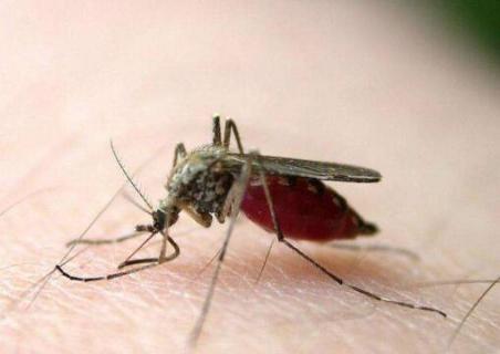普通的蚊子和疟蚊的区别（普通的蚊子和疟蚊的区别图片）