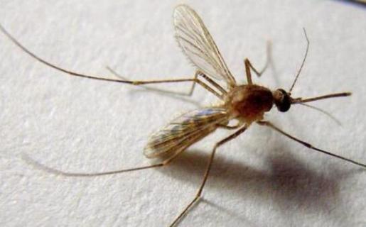雄蚊子和雌蚊子的区别 雄蚊子和雌蚊子的区别在哪里
